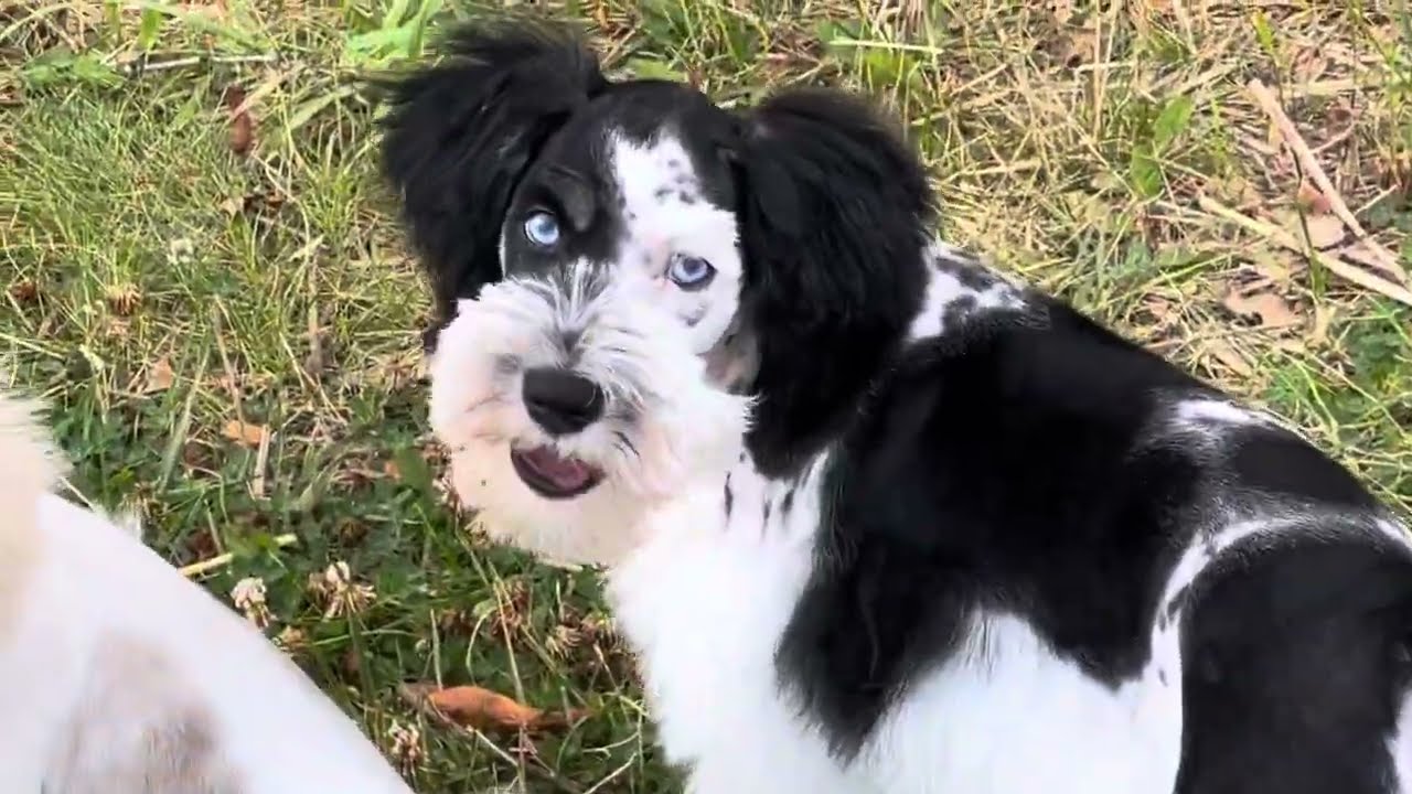 Miniature Schnauzer Puppy for sale