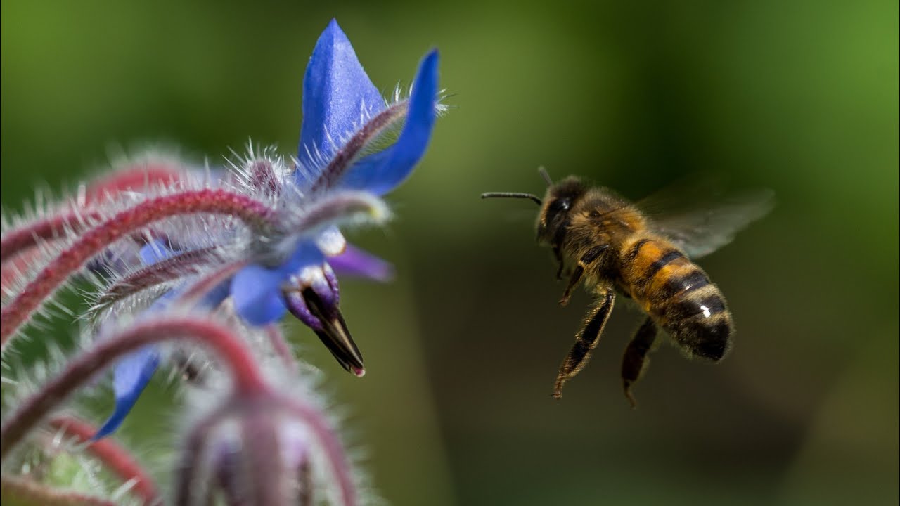 How Bees Make Honey