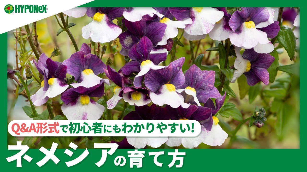 ☘:209 ネメシアの育て方｜きれいな花を沢山咲かせる方法は？水やりや肥料などの管理方法もご紹介【PlantiaQ&A】植物の情報、育て方をQ&A形式でご紹介