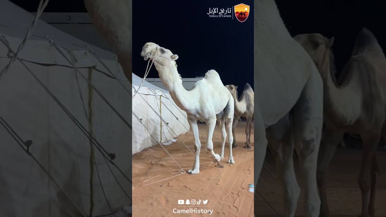 مقابلة مع مالك الإبل : فيصل الزمامي #تاريخ_الإبل