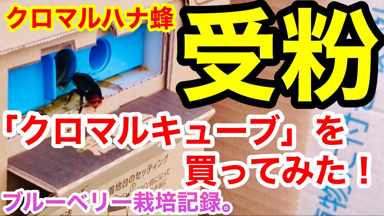 花粉受粉用蜂！クロマルキューブを買ってみた。ブルーベリー栽培記録。《岩手県》
