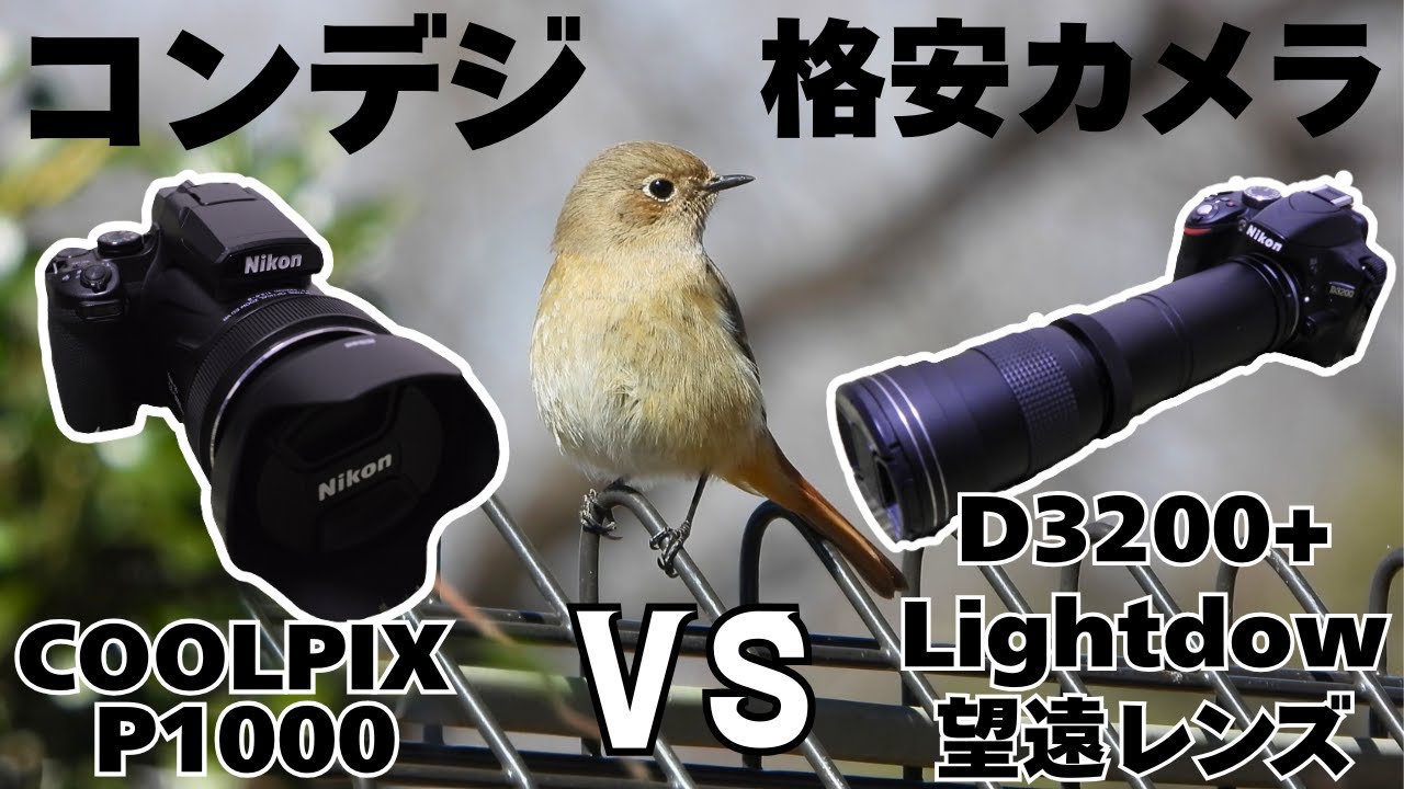 野鳥撮影のカメラ比較　コンデジ「Nikon COOLPIX P1000」VS　格安カメラ「Nikon D3200 + Lightdow超望遠レンズ」《初心者向け解説動画》
