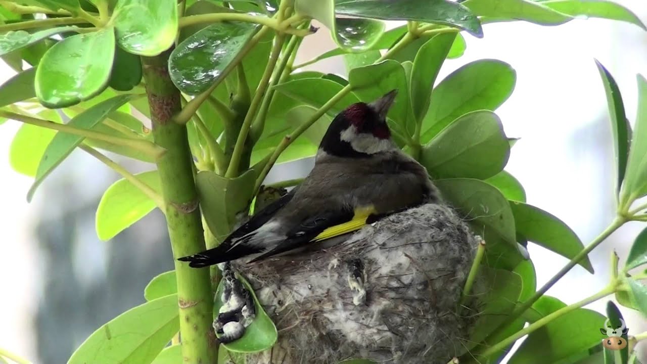 Jilgueros en mi terraza