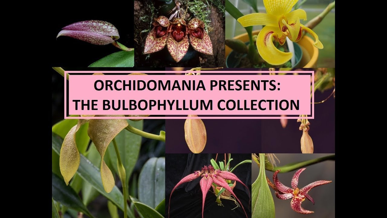 Orchidomania Presents: The Bulbophyllum  Collection