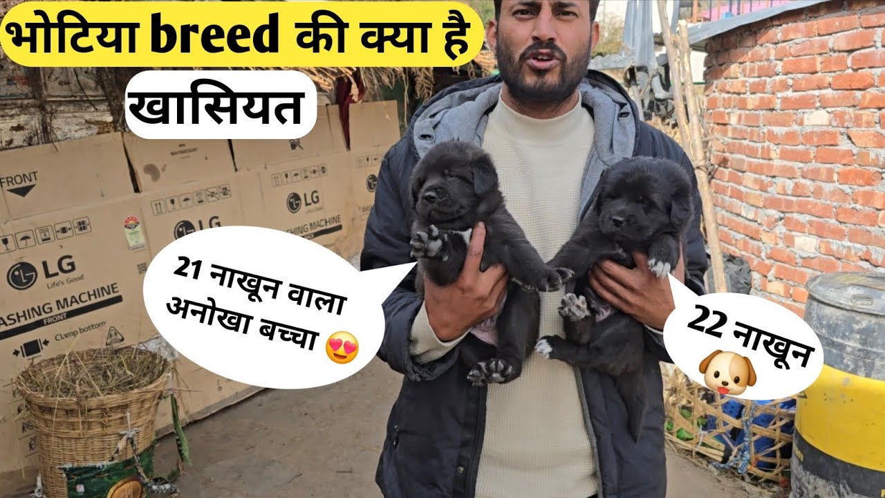Bhotiya Dog | हिमालय का सबसे ताकतवर और वफादार कुत्ता 🐶😍