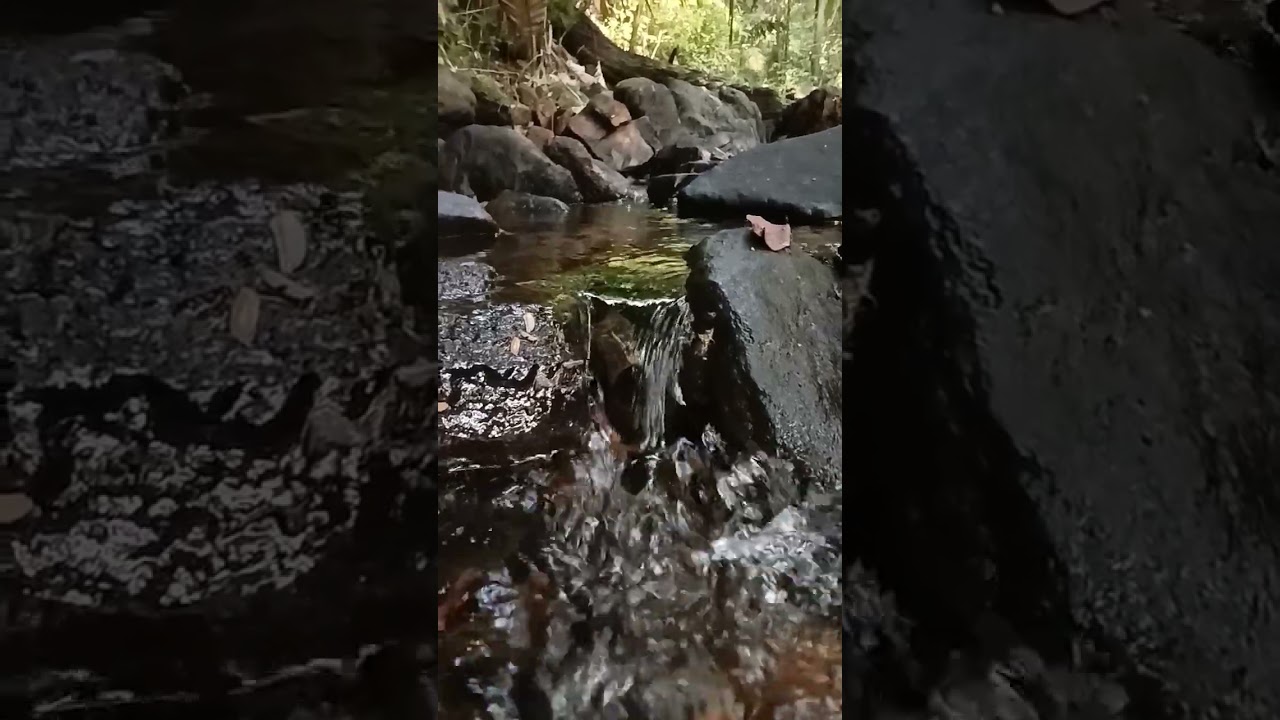 pure water from jungle #nature #purewater #jungle