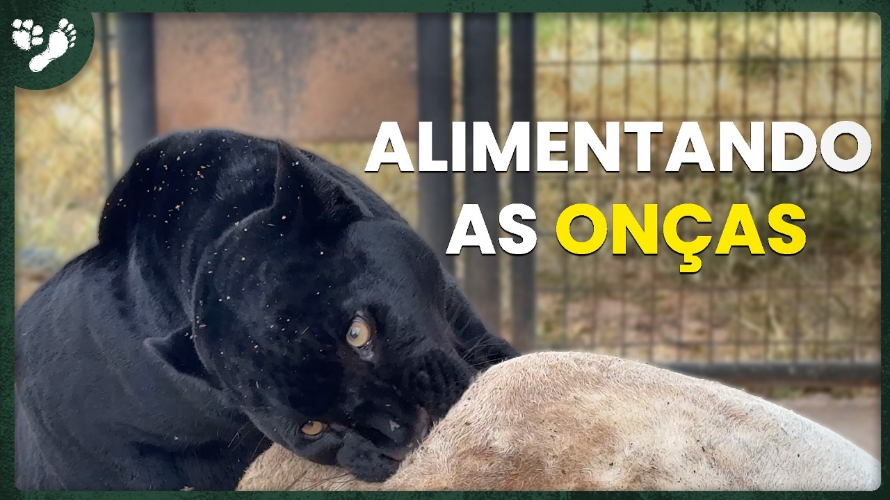 ALIMENTANDO AS ON&Ccedil;AS, MELHORIAS NOS CARROS E MAIS! | TIAGO J&Aacute;COMO