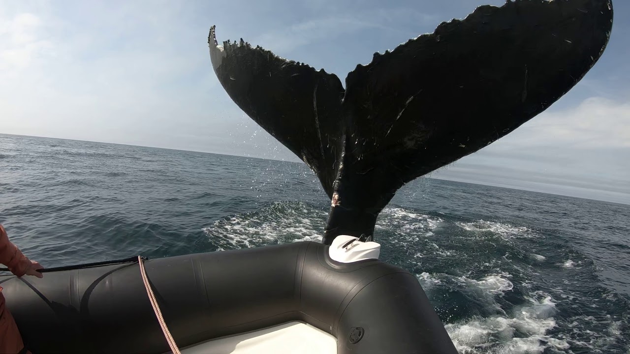 Whale hits zodiac off Brier island NS