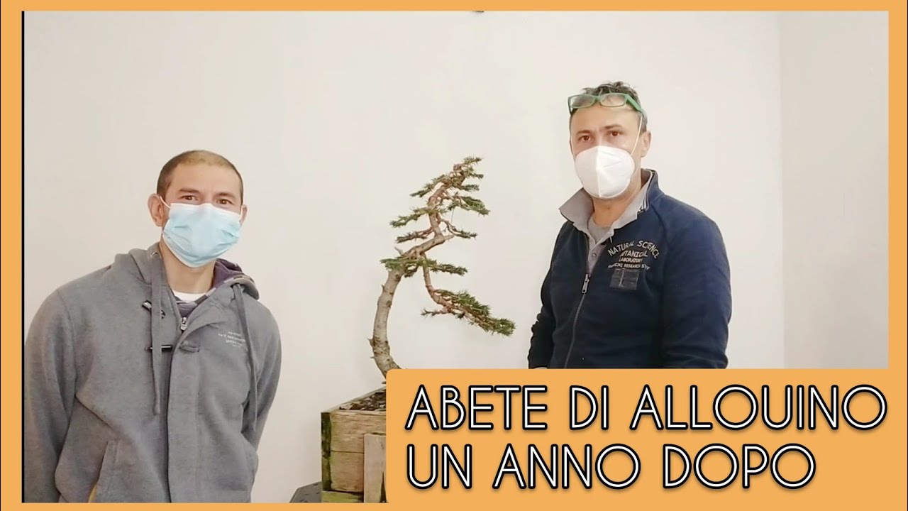 Abete: il bonsai di allouino un anno dopo