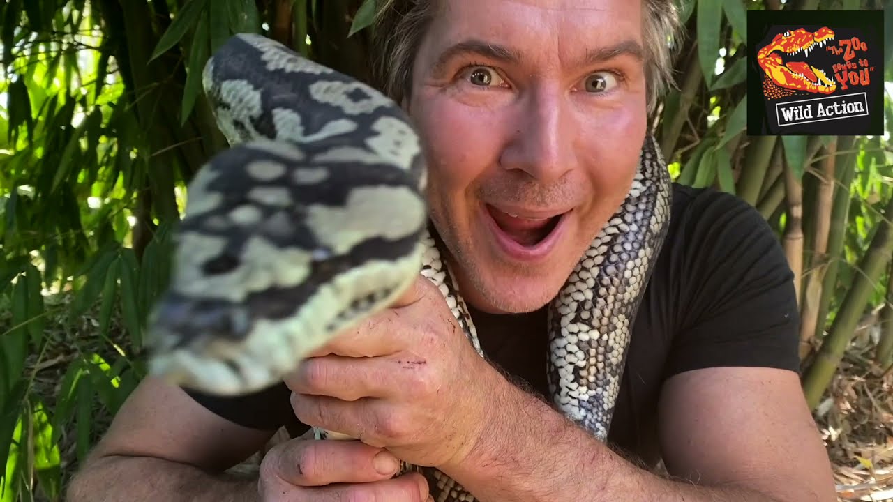 Wild Action Zoo - Jungle Carpet Python