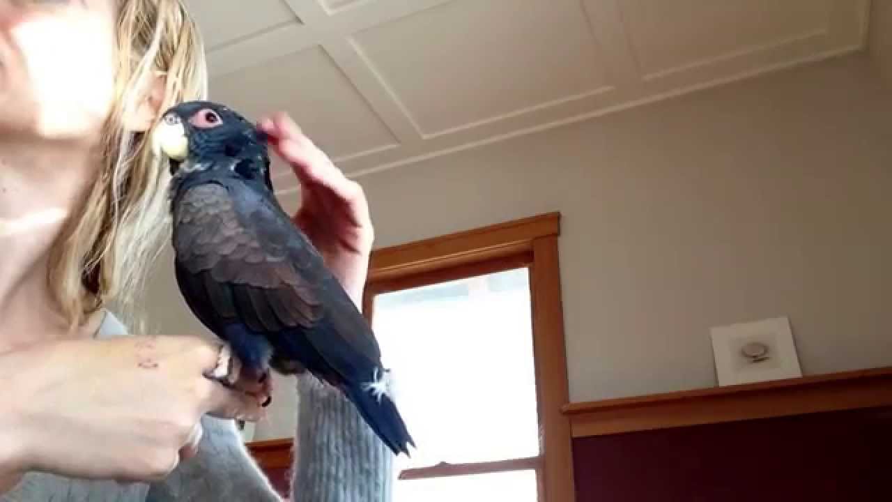 Feather the Bronze Wing Pionus Parrot loves petting and attention