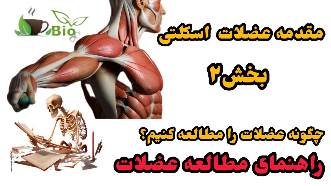 آناتومی عضلات اسکلتی، چگونه عضلات اسکلتی را مطالعه کنیم؟ تندون، لیگامنت، بخش۲