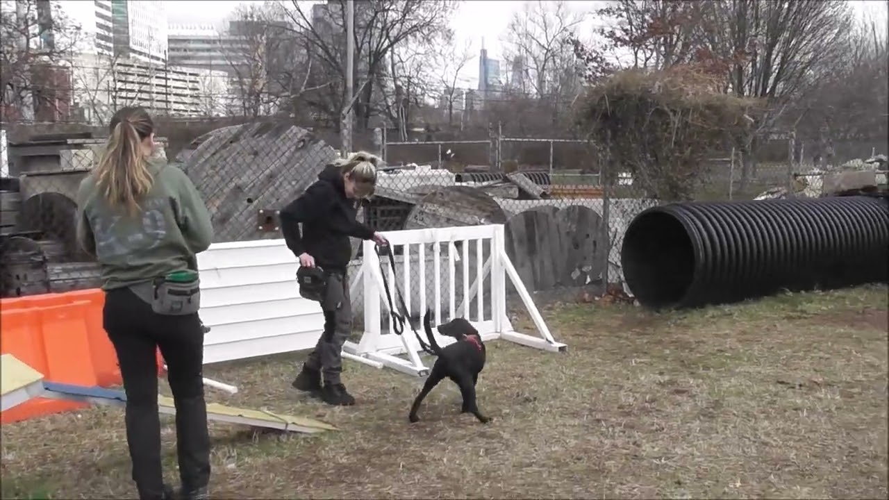 Anka Agility and Live Find 2025