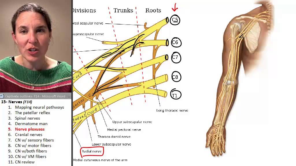 Nerves 5- Nerve Plexuses