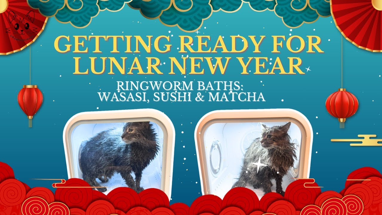 Treating my Cats for Ringworm | Wasabi, Sushi & Matcha