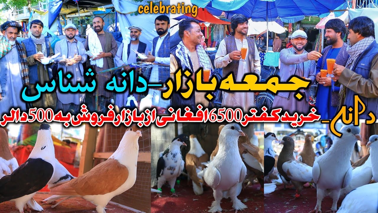 celebrating pigeon lovers-تجلیل شوقی ها در جمعه بازار | زرشناس- چشم شناخت و فایده انگفت در فروش کفتر