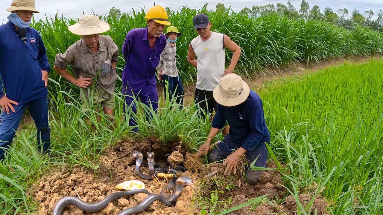 Lúc nhúc hàng chục con rắn độc vỡ tổ ở cái gò cỏ gây ám ảnh cho những người đi ruộng | TGSB #521