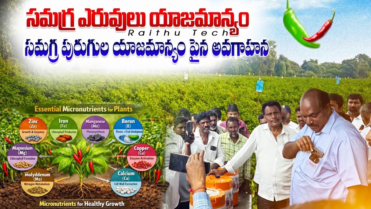 మిరపలో సమగ్ర ఎరువుల & పురుగు మందుల యాజమాన్యం pesticide fertilizer management in chilli // Rythutech