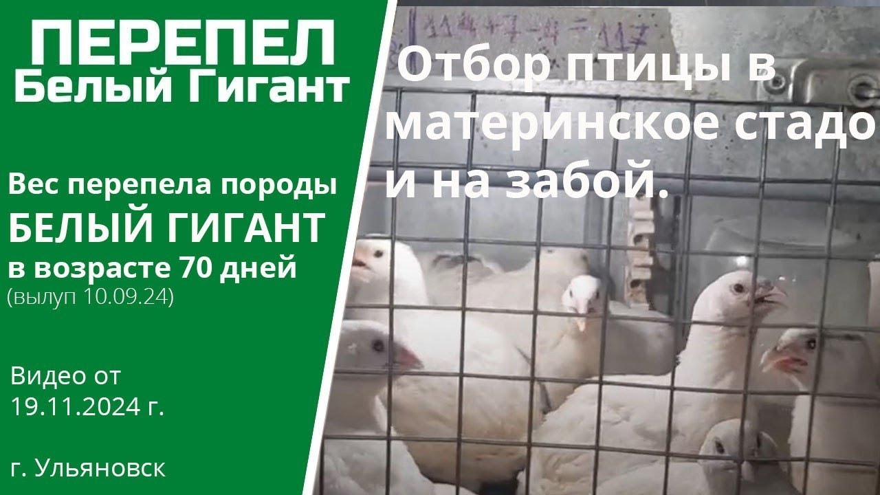 Вес перепела породы Белый Гигант в 70 дней. Отбор птицы в материнское стадо и на забой.