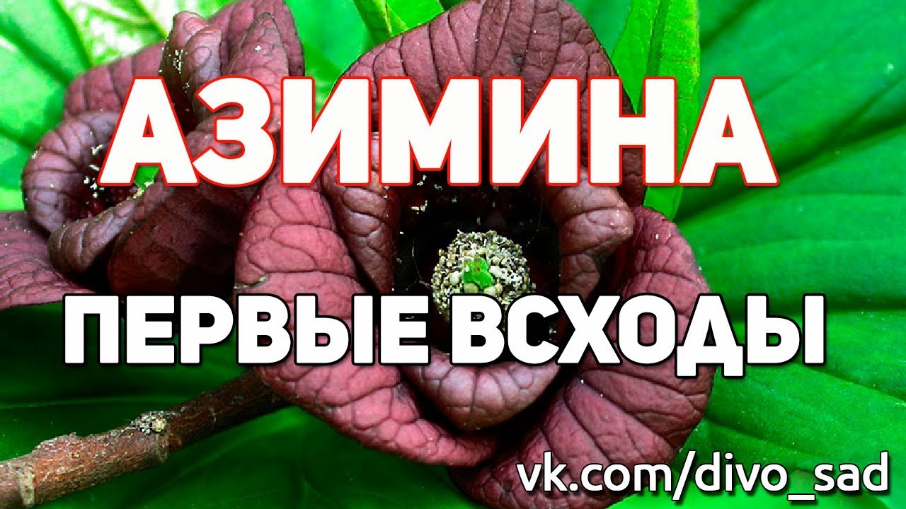 Азимина, северный банан, Банан Небраски.  Первые всходы