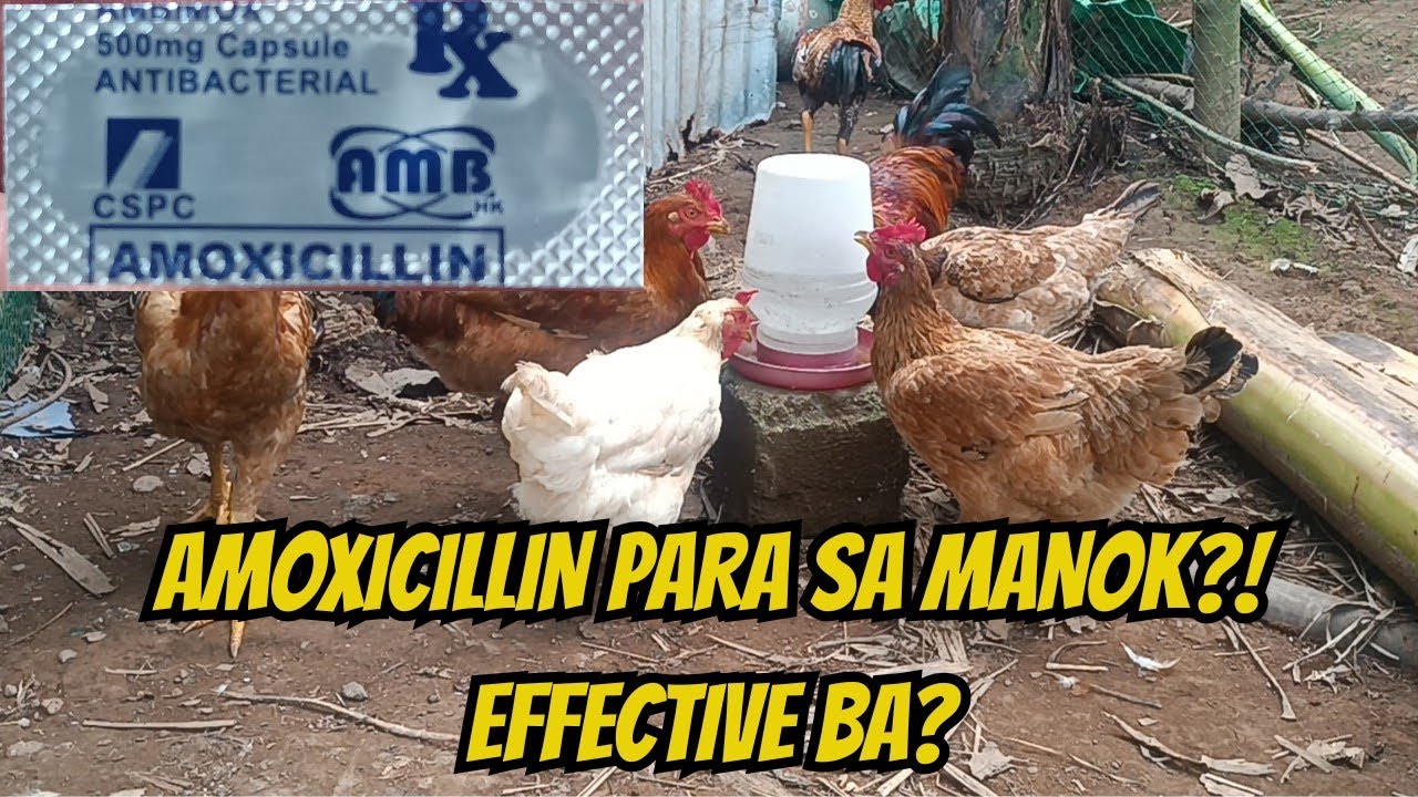 Pina-inom ko ng Amoxicillin ang mga Manok Ko  Laban sa Bacteria at Sakit sa Manukan #backyardfarming