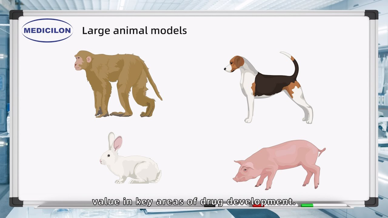 Medicilon's Pharmacodynamics Research - The Vital Role of Large Animal Models in Drug R&D