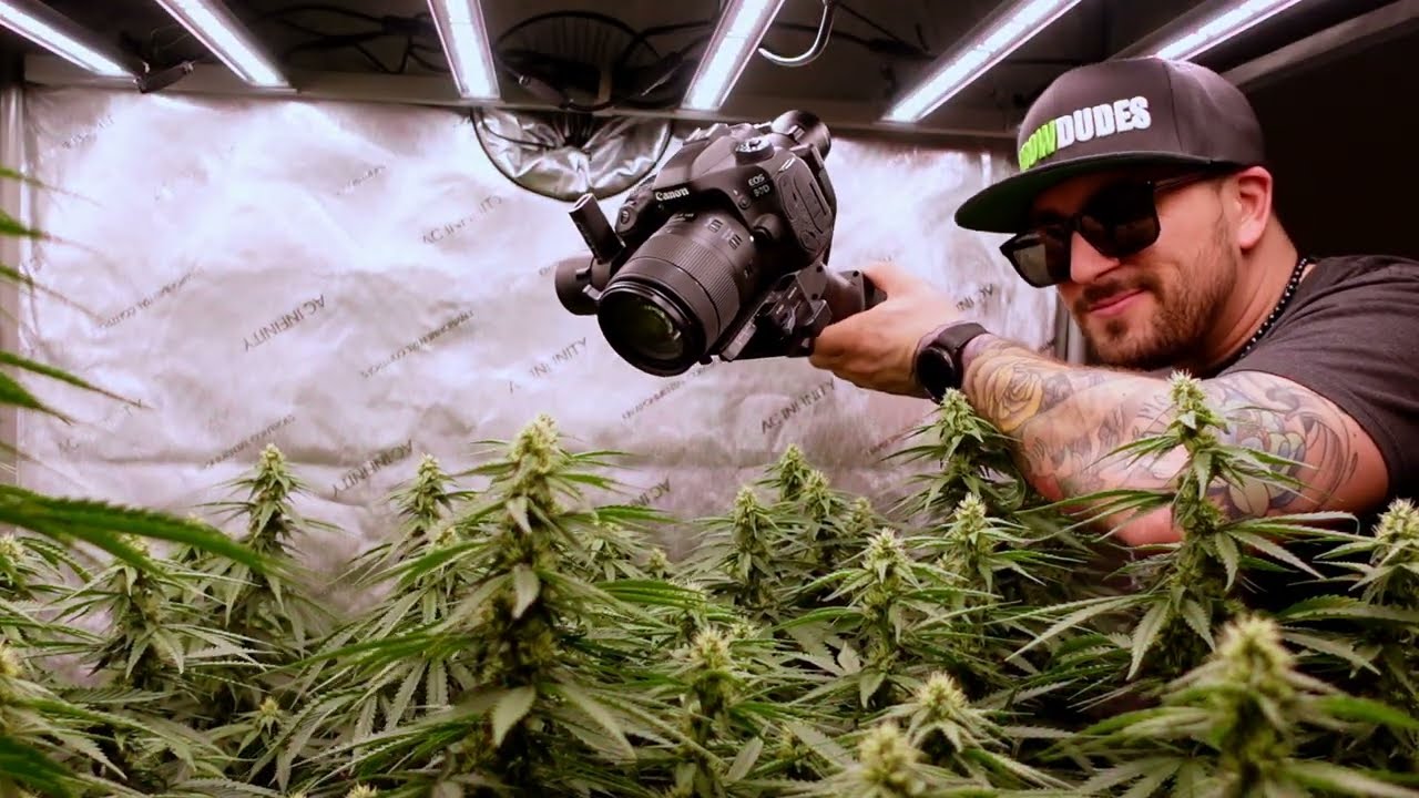 Indoor Growing Tent Bloom Week 5 Animal Mints