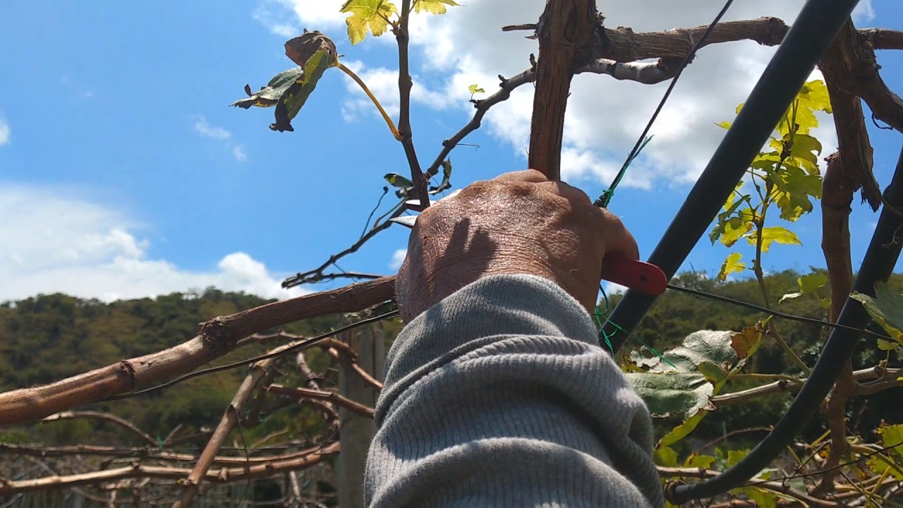 poda larga para producción de uva