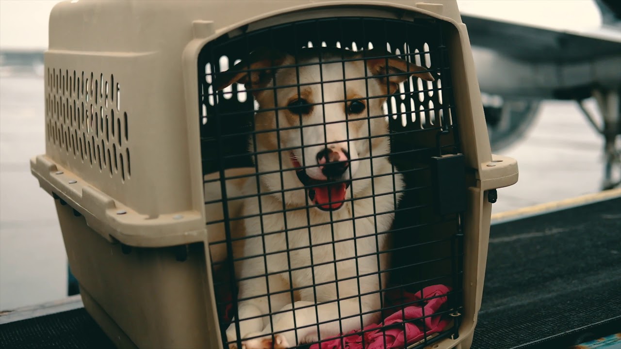 Following 135 Pets on Their Flight to Freedom!