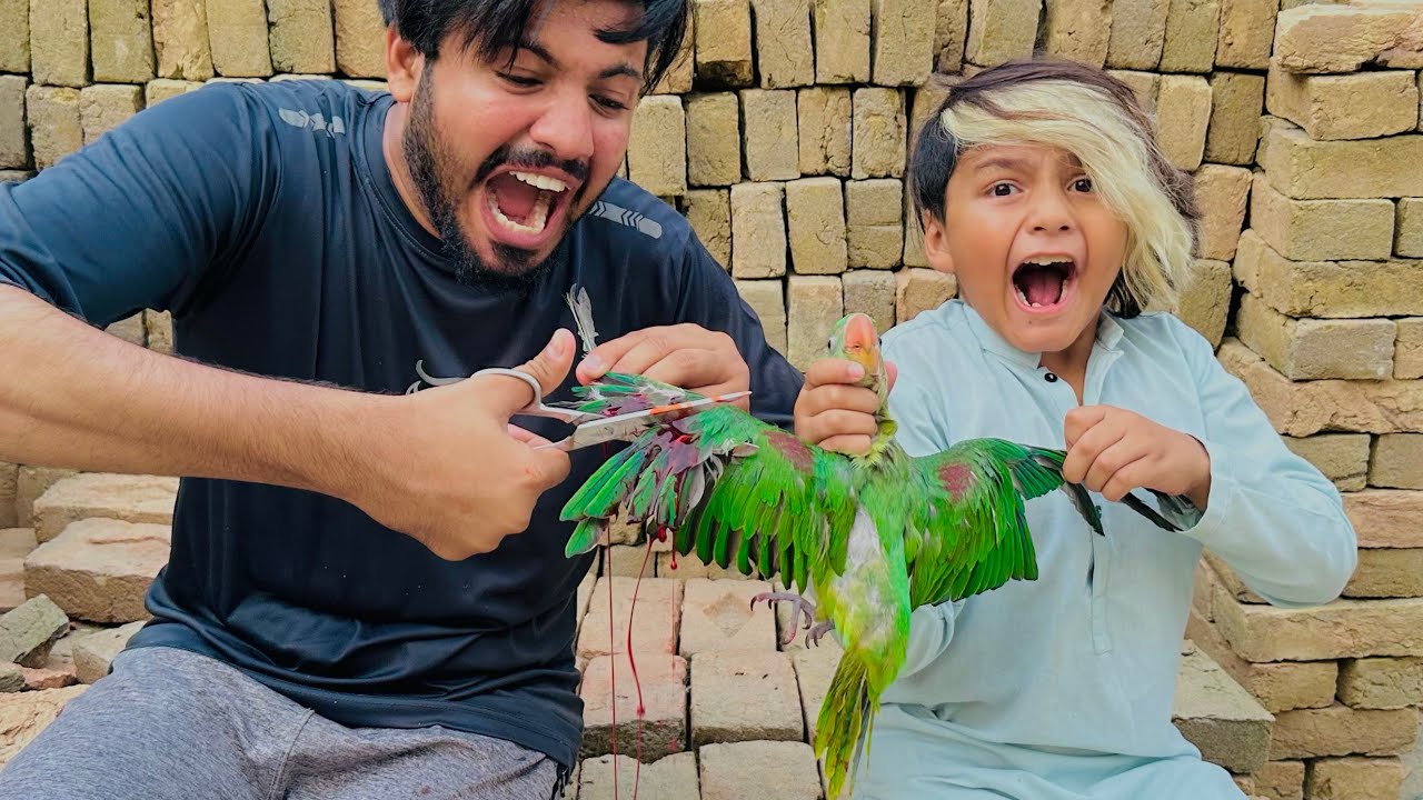 Parrot k per cat deye 😱 || khon nikal gaya parrot 🦜 ka 😳|| Hamara parrot 🦜 mil gaya 😇