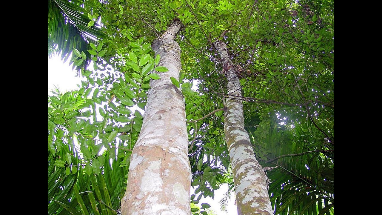 Malaysia's "liquid gold" Agarwood Trees are Quickly Disappearing