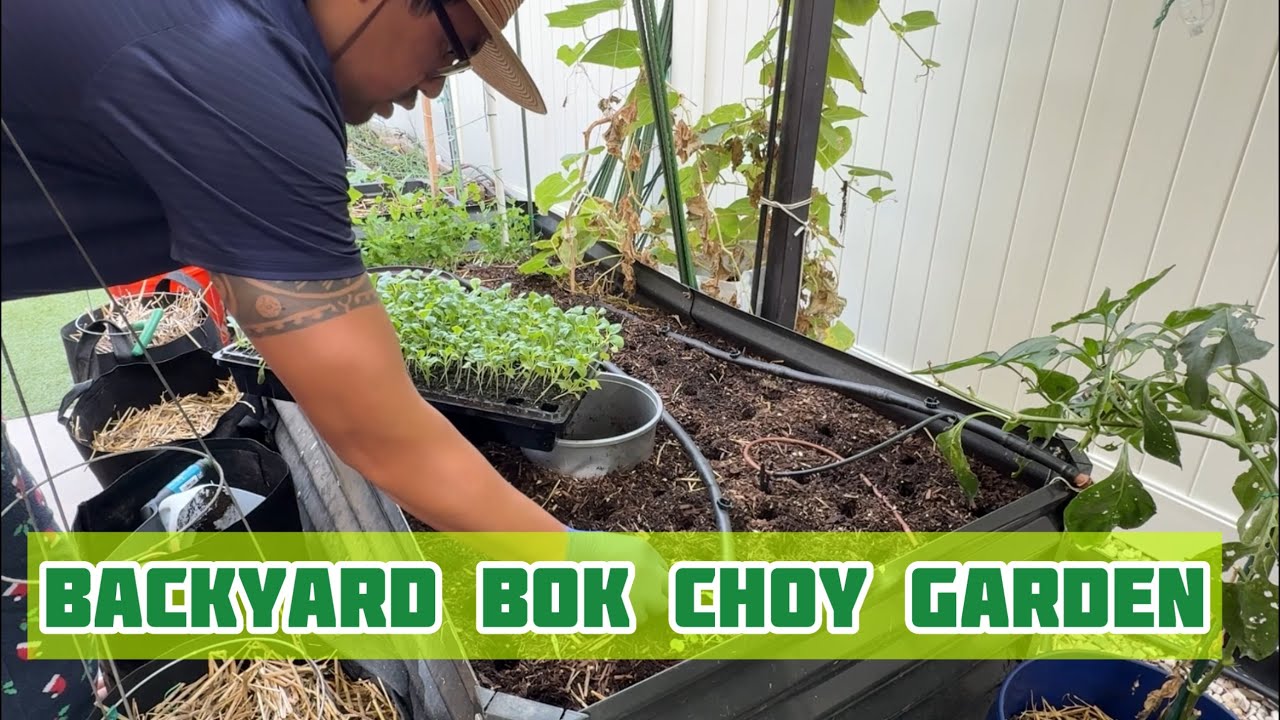 Grow Bok Choy at Home 🌱 Simple & Fast