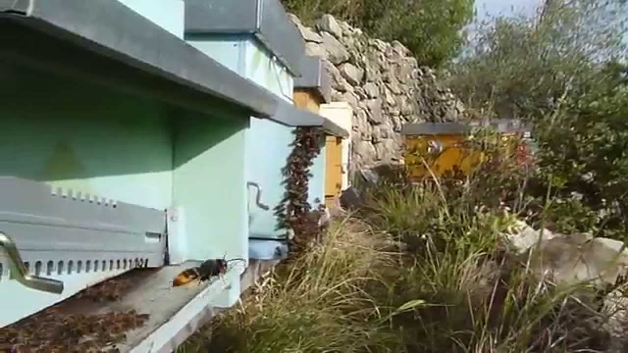 Vespa Velutina all'attacco degli alveari liguri.