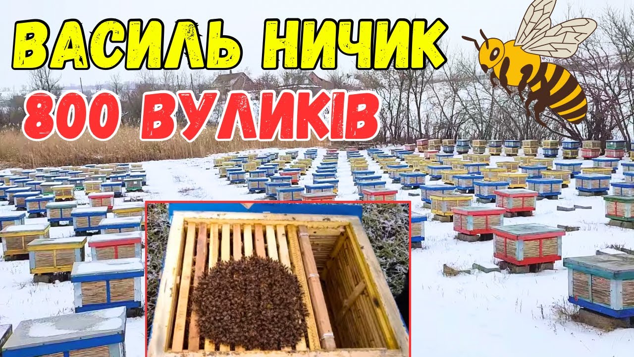 Ничик Василь - 800 Вуликів з Очерету 🐝 Бджільництво України 🐝 Прямий Ефір 14.01.2024