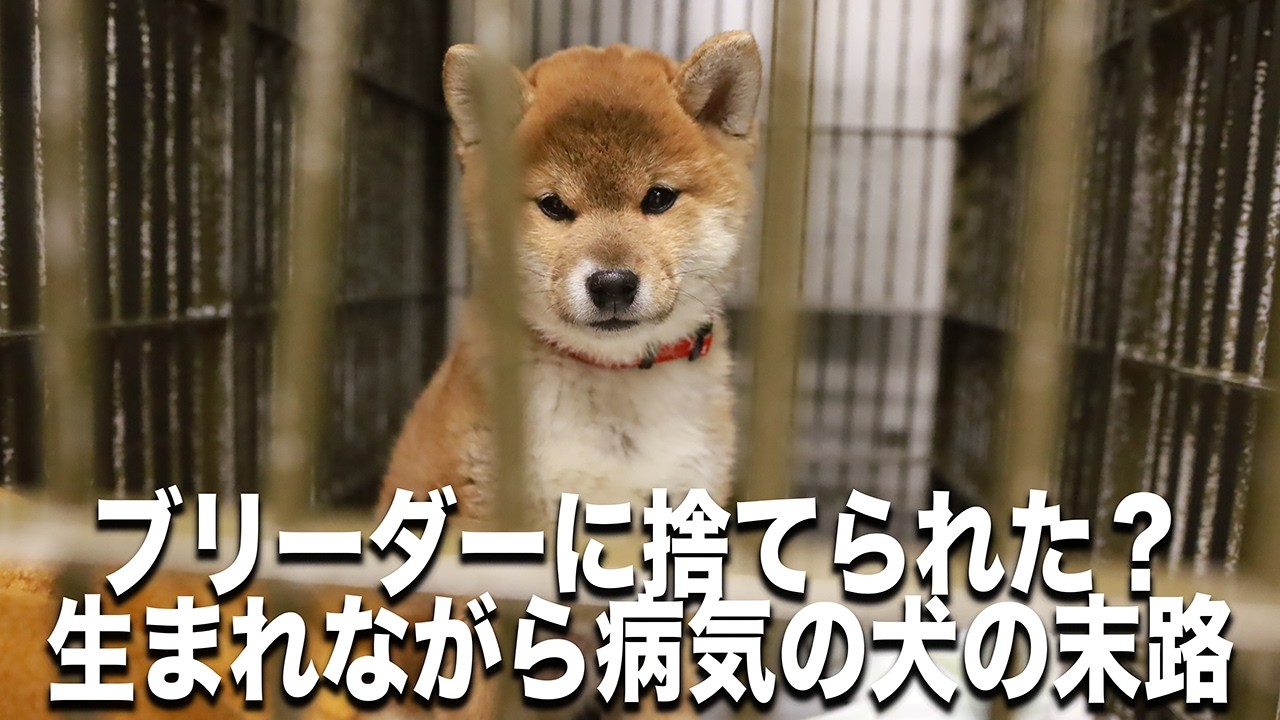 【総まとめ】極悪！生まれた瞬間ブリーダーに捨てられた?犬の生き様がヤバすぎて涙が出る(泣)愛護センターは犬を捨てる場所じゃない