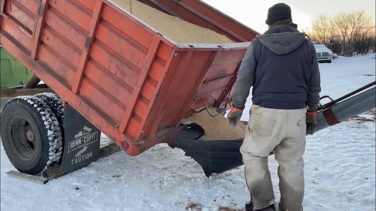 The most expensive days on our farm.  Feeding Barley. Farm King Rollermill.