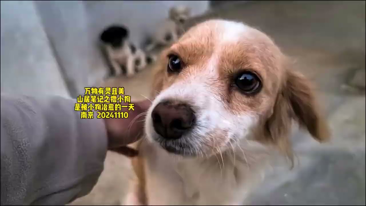 Nanjing Mountain Retreat: Ivy the Dog Mom and Her Shy Puppies | 10 Nov 2024
