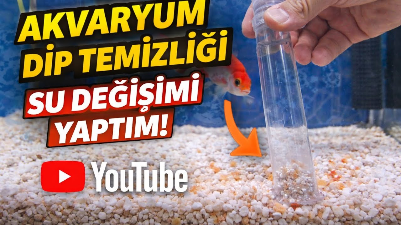 Sıfır bilgi ile  sıfırdan akvaryum kurduk