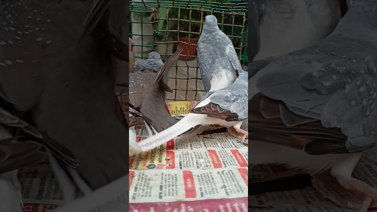 my new birds diamond Dove 