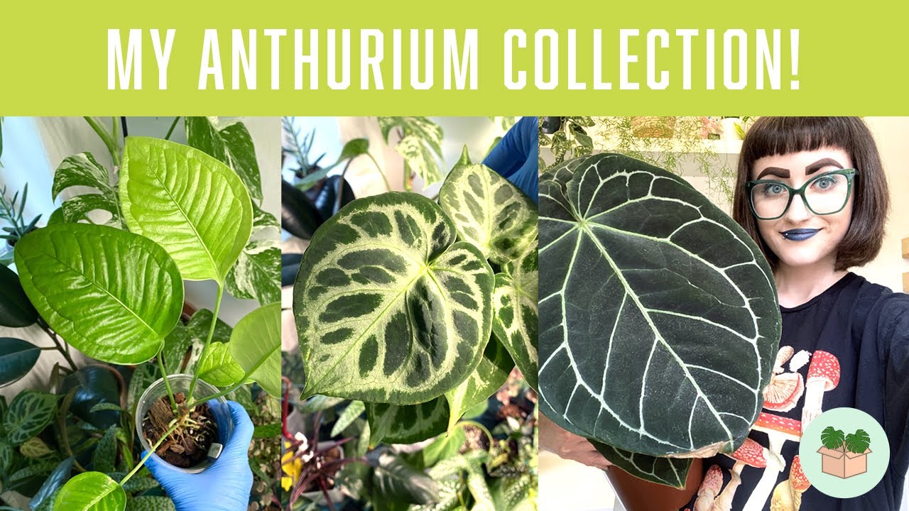 My Anthurium collection 🌿 (rare and common species)