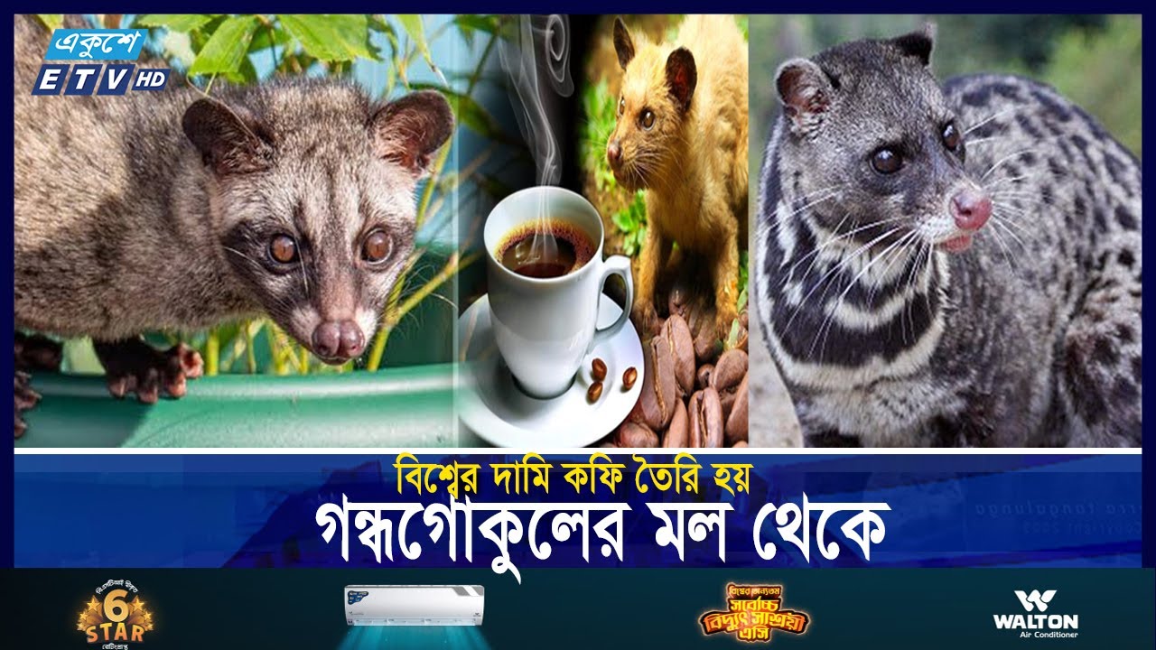 বিরল প্রজাতির এক প্রাণী গন্ধগোকুল || ETV News