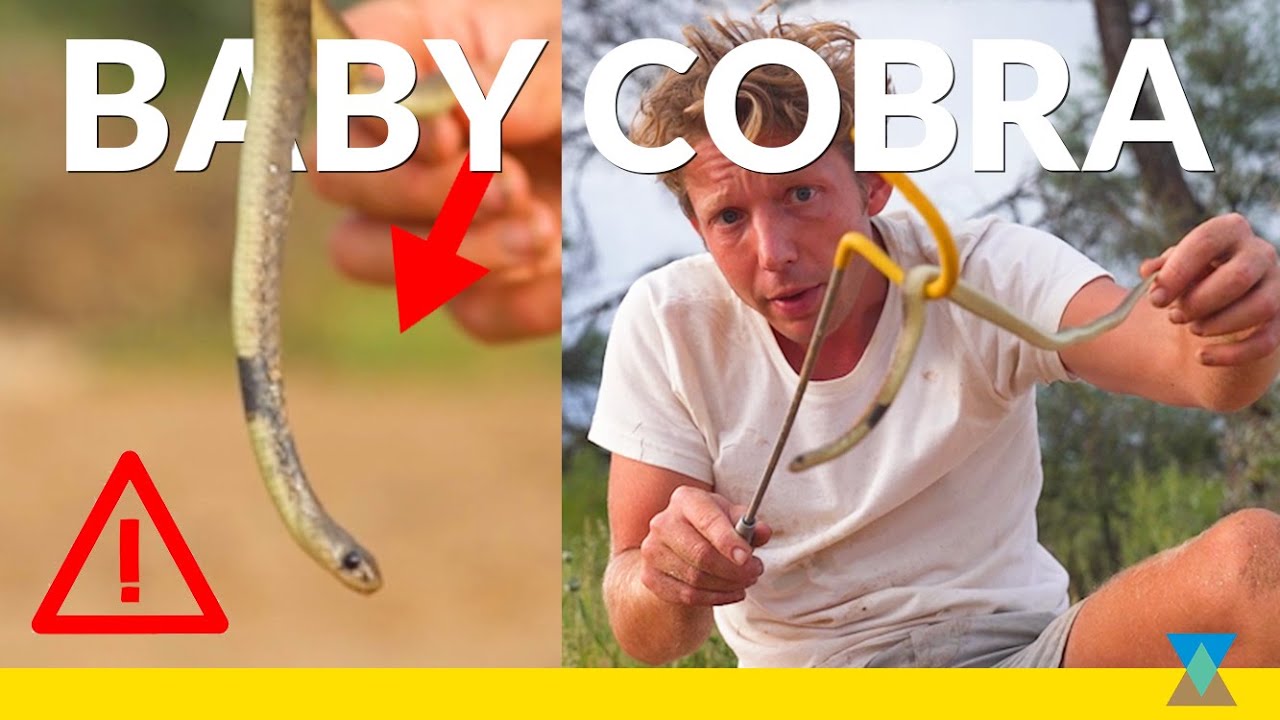 Deadly African Cobra (+ more Wildlife!)
