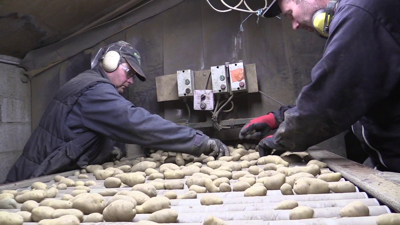 Triage et calibrage des pommes de terre dans le bâtiment de la Cuma de Gruel à Gumières