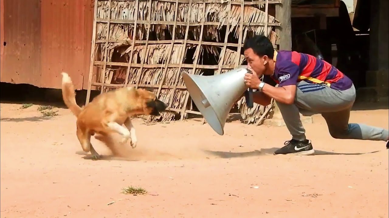 Big Horn Speaker Prank vs Sleeping Dog Very Funny - Chu Pa Pi Mu Na Nyo! Most Funny Prank Ever