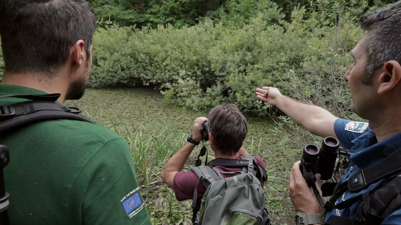 L'erba vescica nel Lago Battista