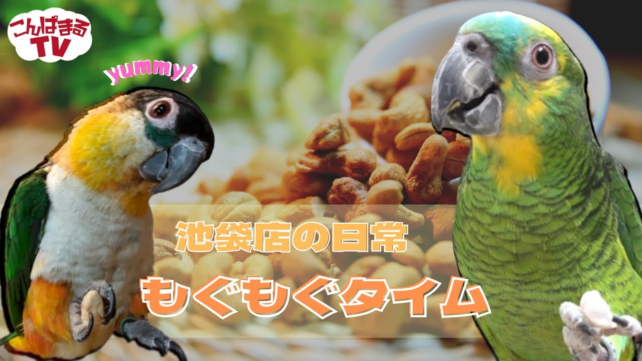 【こんぱまるTV】池袋店　＃10　もぐもぐタイム　～池袋店の日常～