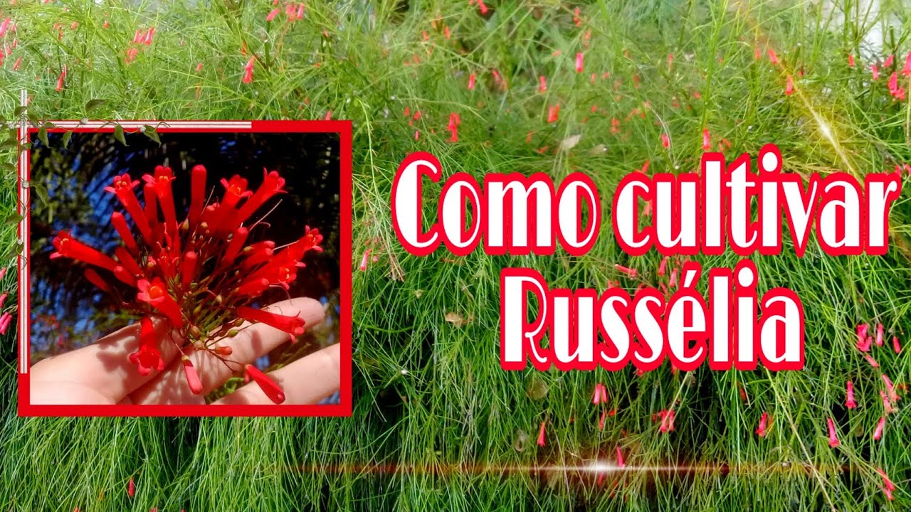 Russelia - Como cultivar e fazer a manutenção