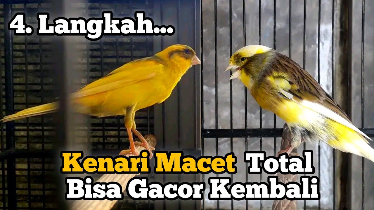 Cara Mengatasi Kenari Macet Bunyi Supaya Gacor Kembali