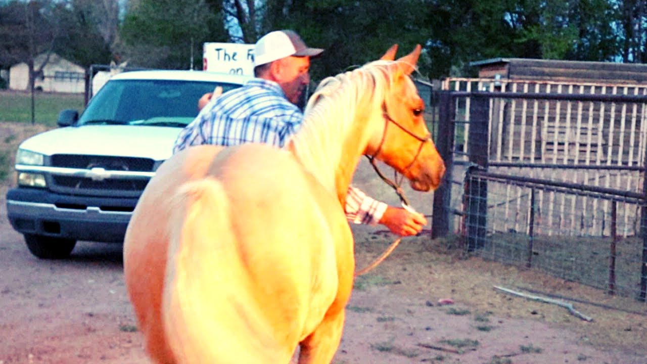 BUYING THE MOST EXPENSIVE HORSE I HAVE EVER BOUGHT!