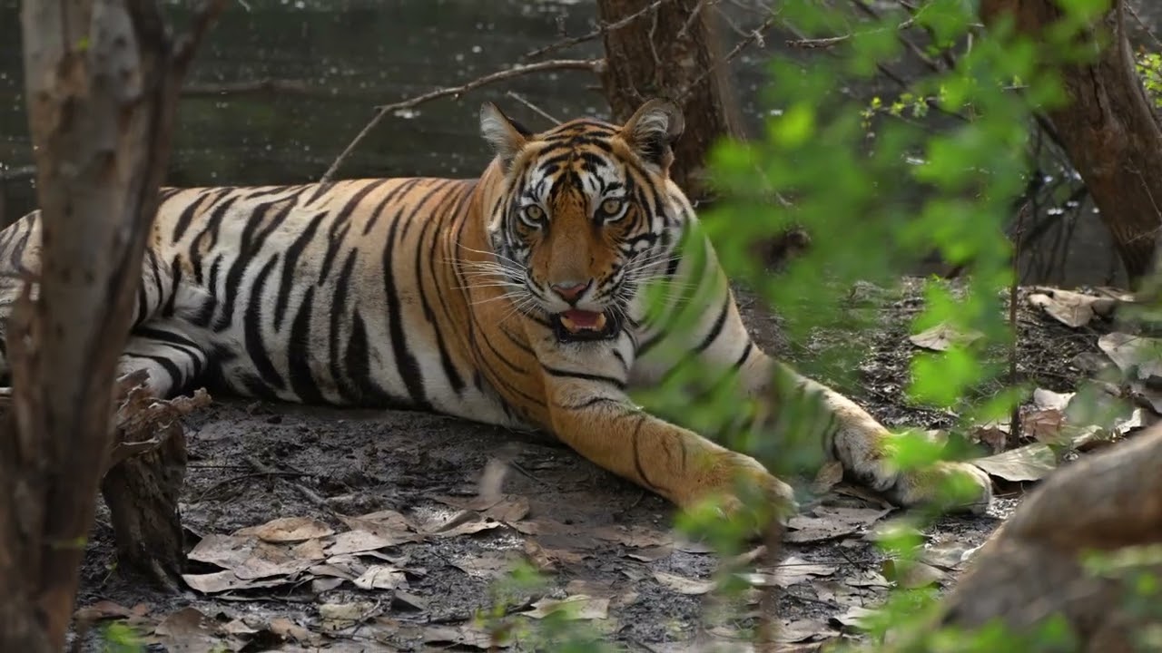 What Happens When You Enter a Tiger’s Territory 🐅😱 | Ranthambore in 4K